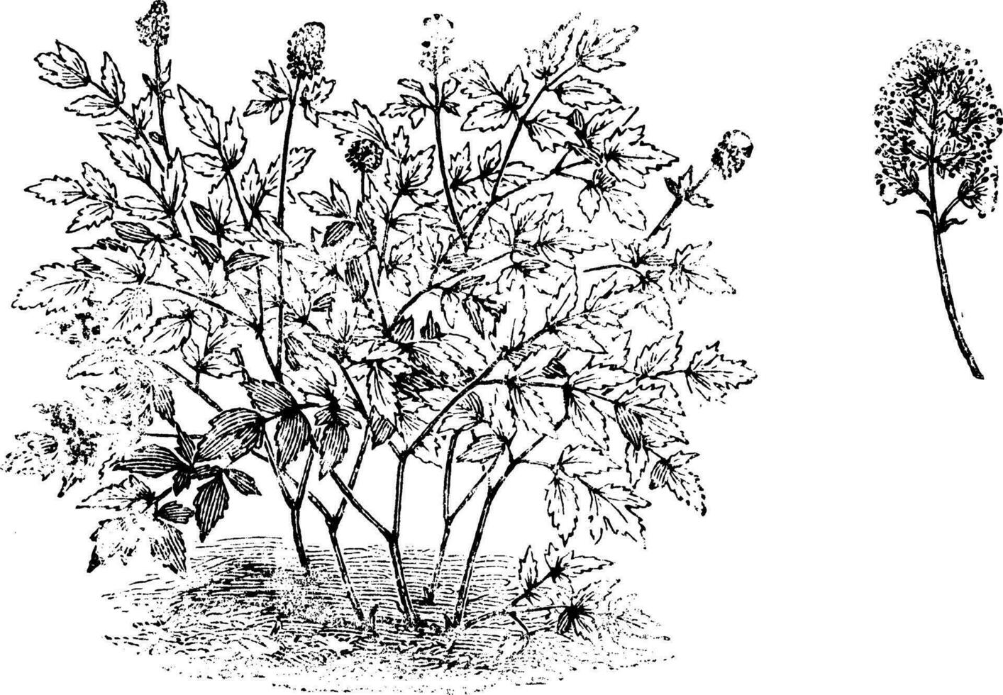 Actaea Spicata Habit and Flower vintage illustration. vector