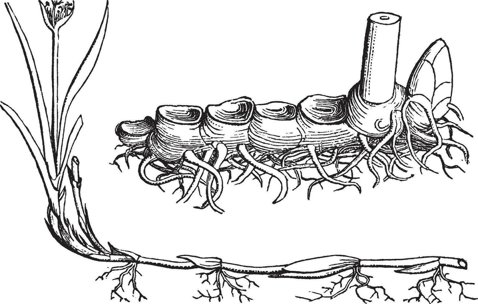 carex arenaria Clásico ilustración. vector