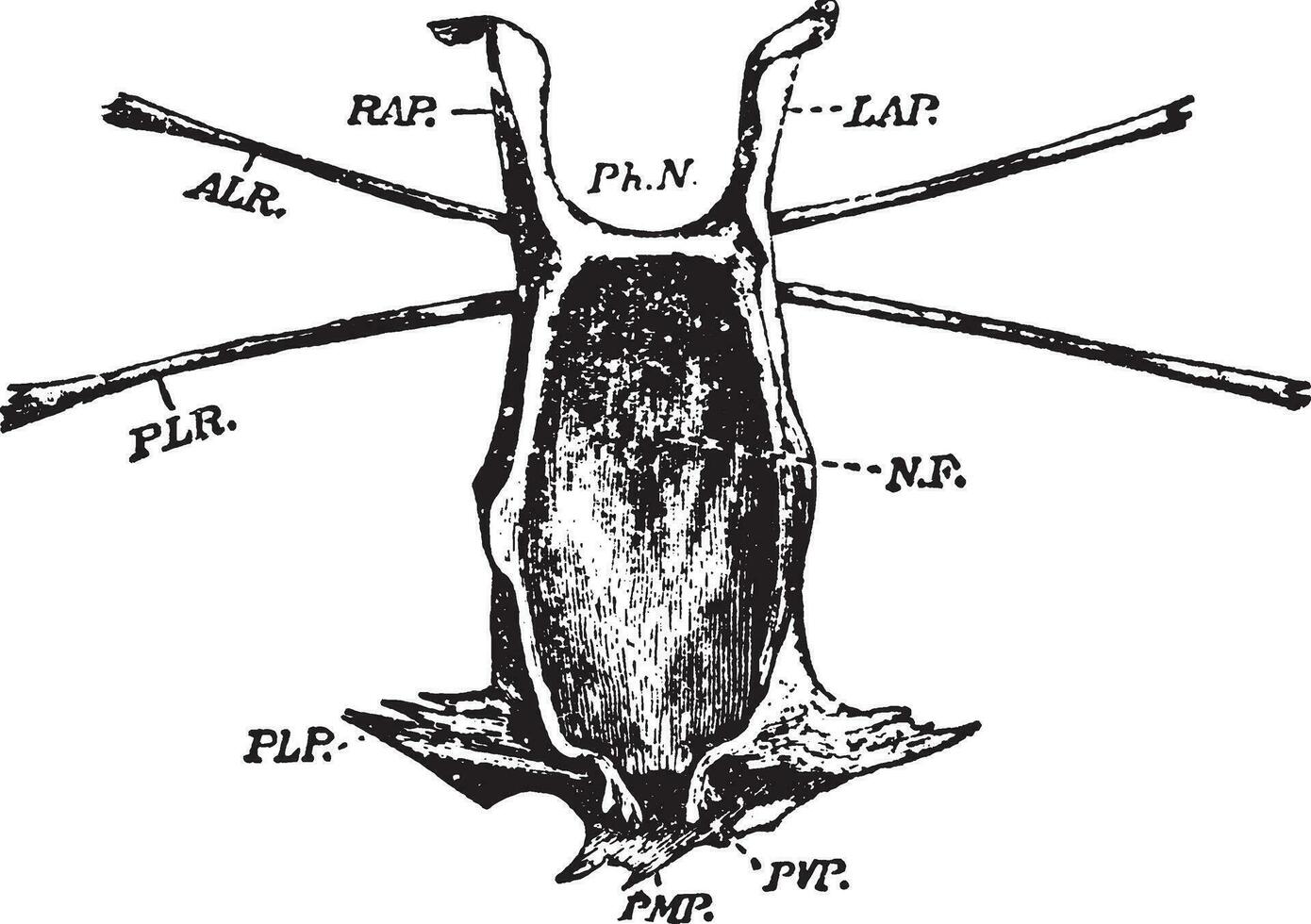 Limulus, vintage illustration. vector