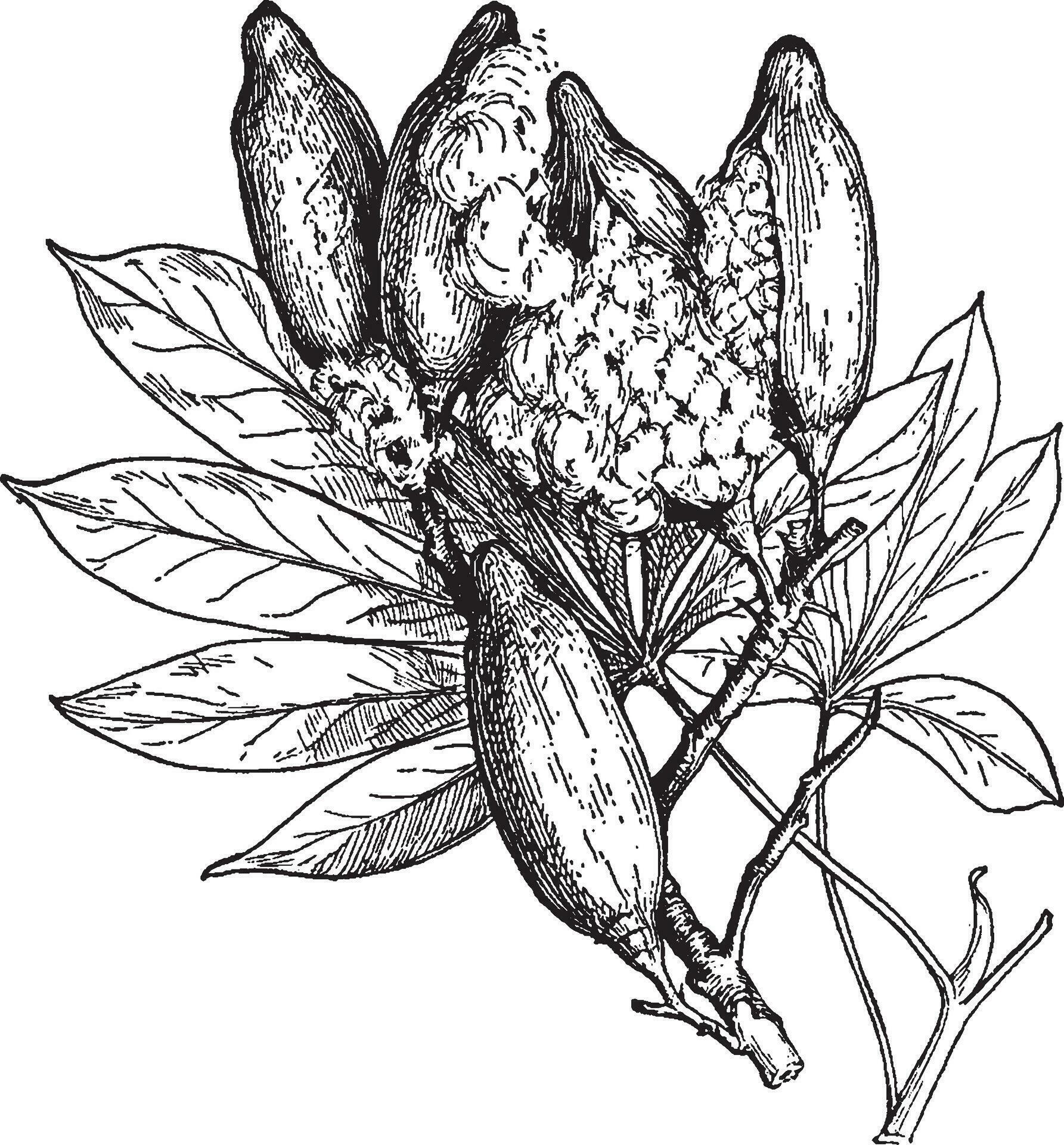 Leaves and fruits of silk cotton tree vintage illustration 35476775
