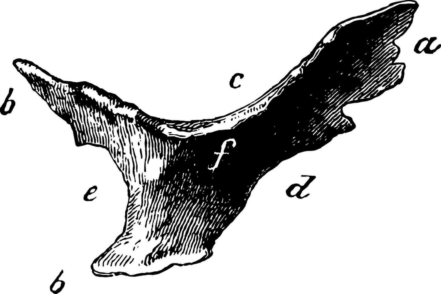 Cardiac Bone of an Ox vintage illustration. vector