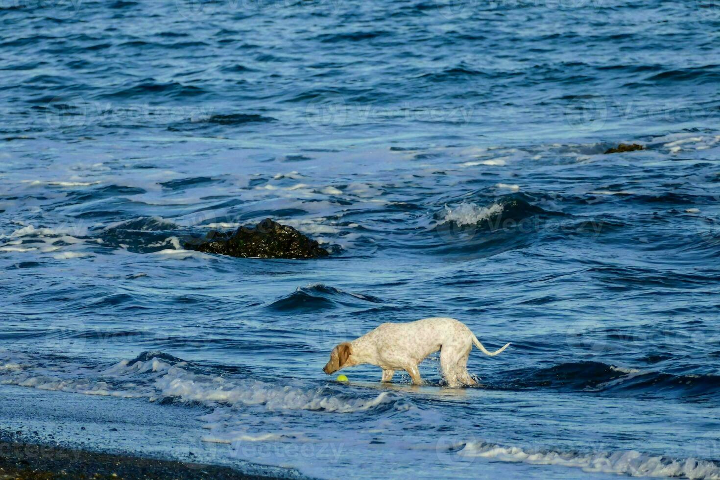 a dog playing in the ocean photo