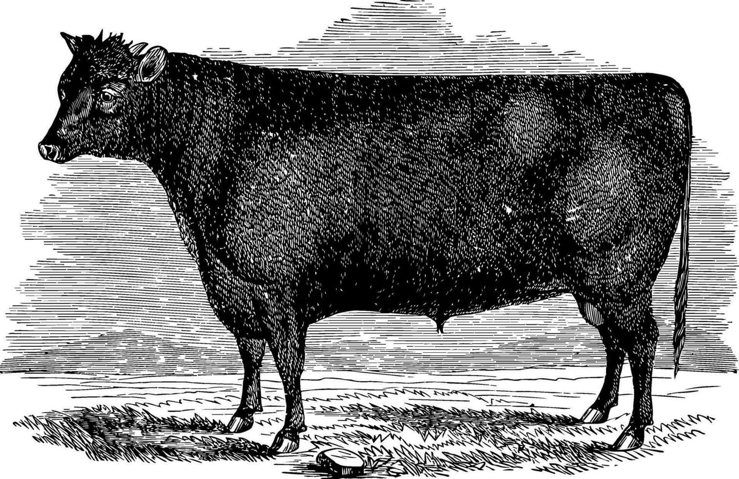 Devon Bull vintage illustration. vector