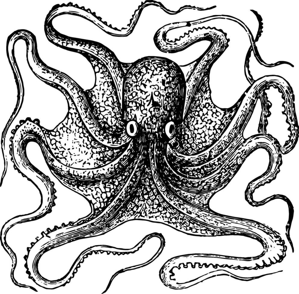 Octopus Vulgaris vintage illustration. vector