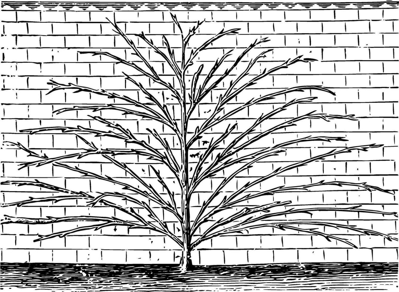 Method of Wall Training for the Apricot Tree, vintage illustration. vector