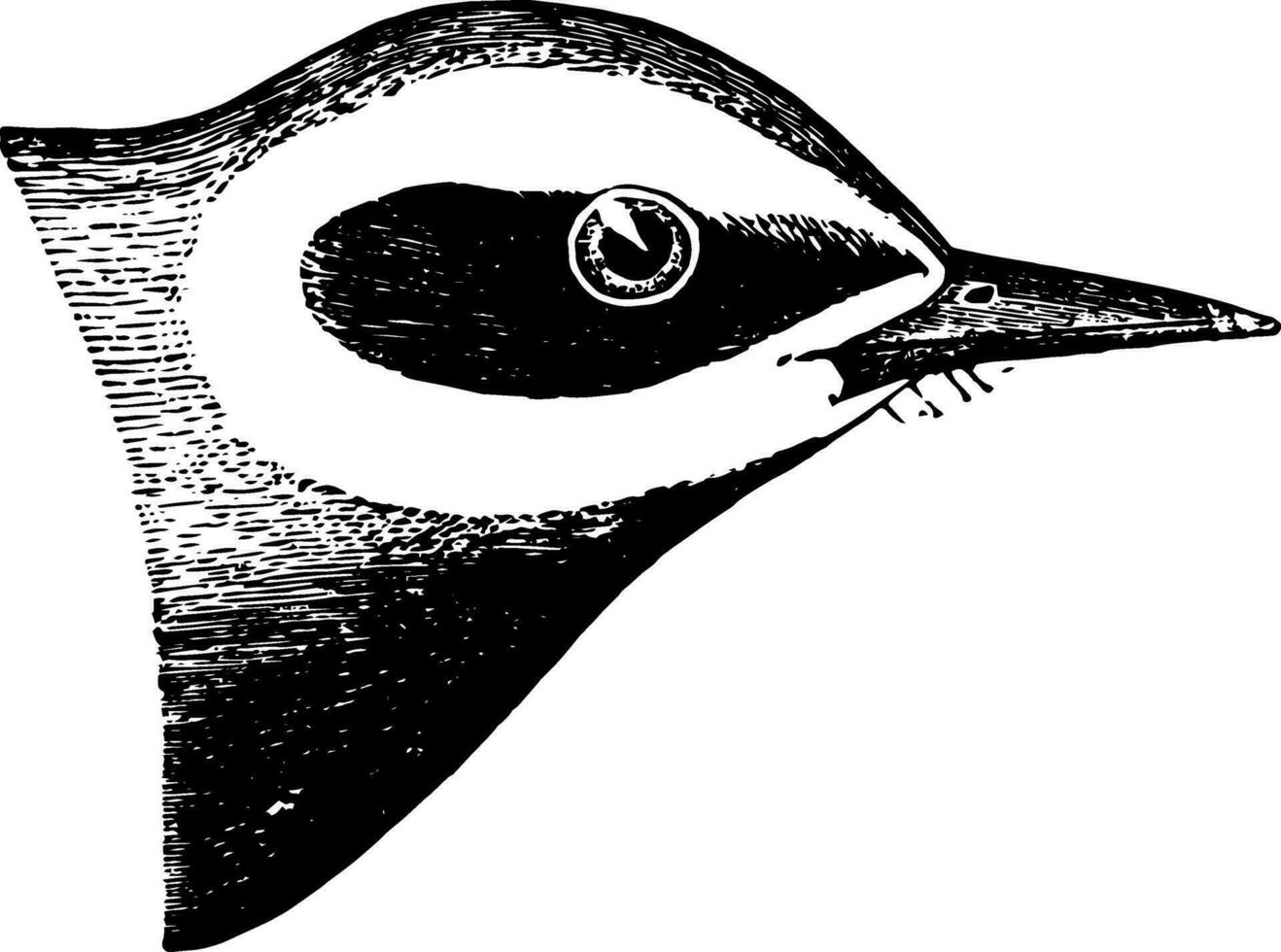 Blue Golden Winged Warbler vintage illustration. vector