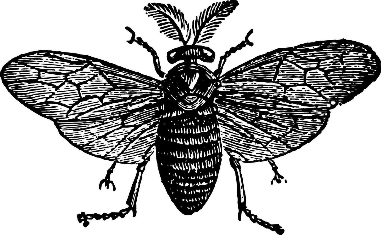 Saw Fly vintage illustration. vector