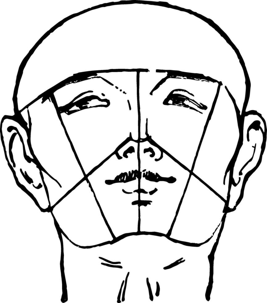 Male Face shown with a bald head vintage engraving. vector