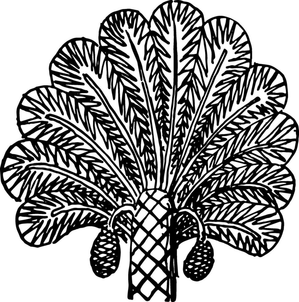 Assyrian Ornament is a Palm tree from a relief vintage engraving. vector