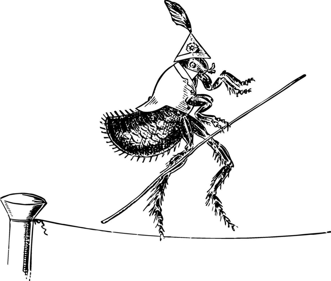 Flea Tight to Rope vintage illustration vector