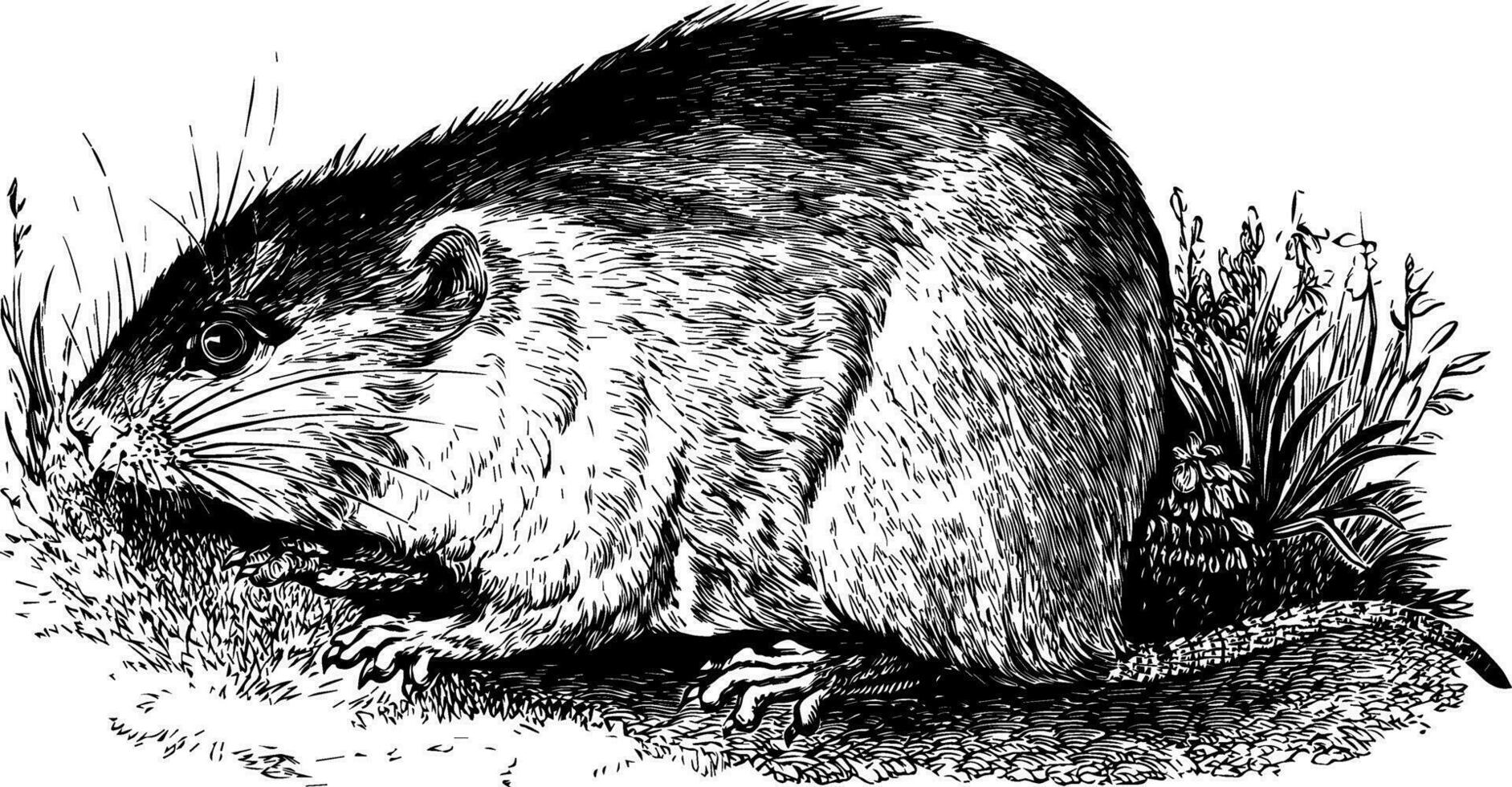 Field Mouse, vintage illustration. vector