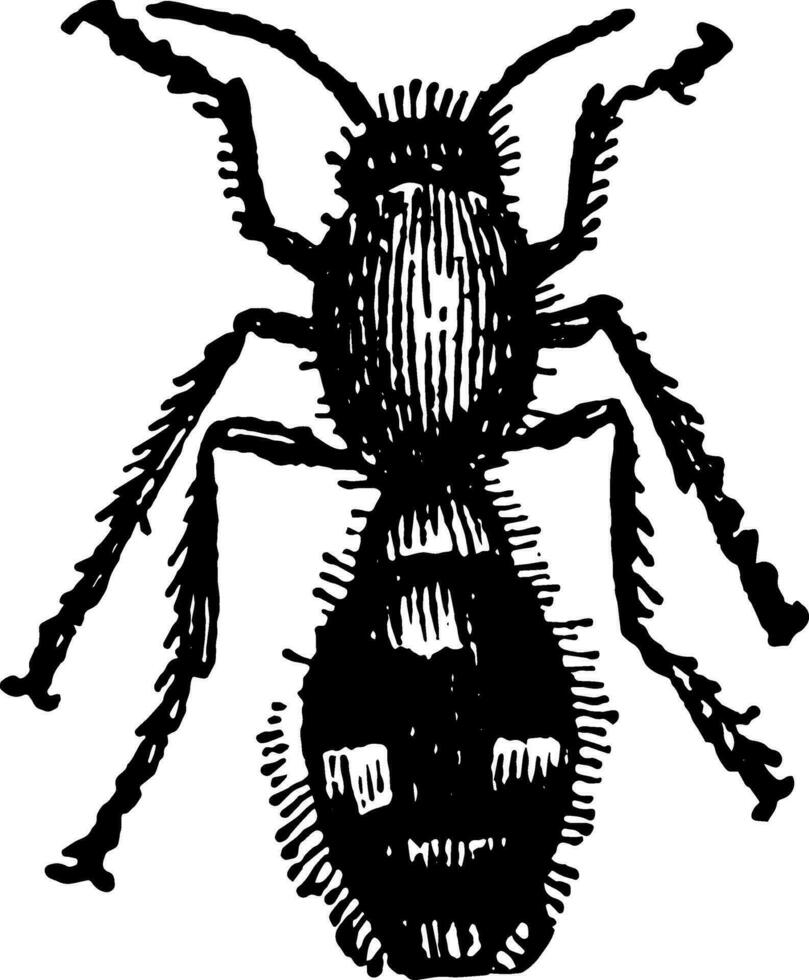 Female Mutilla Europaea vintage illustration. vector