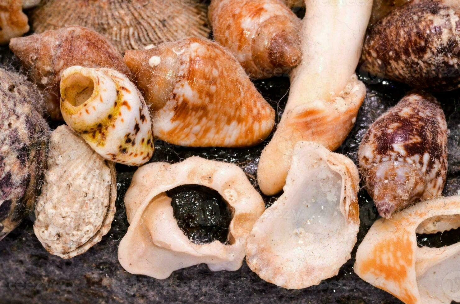 a close up of a variety of shells photo