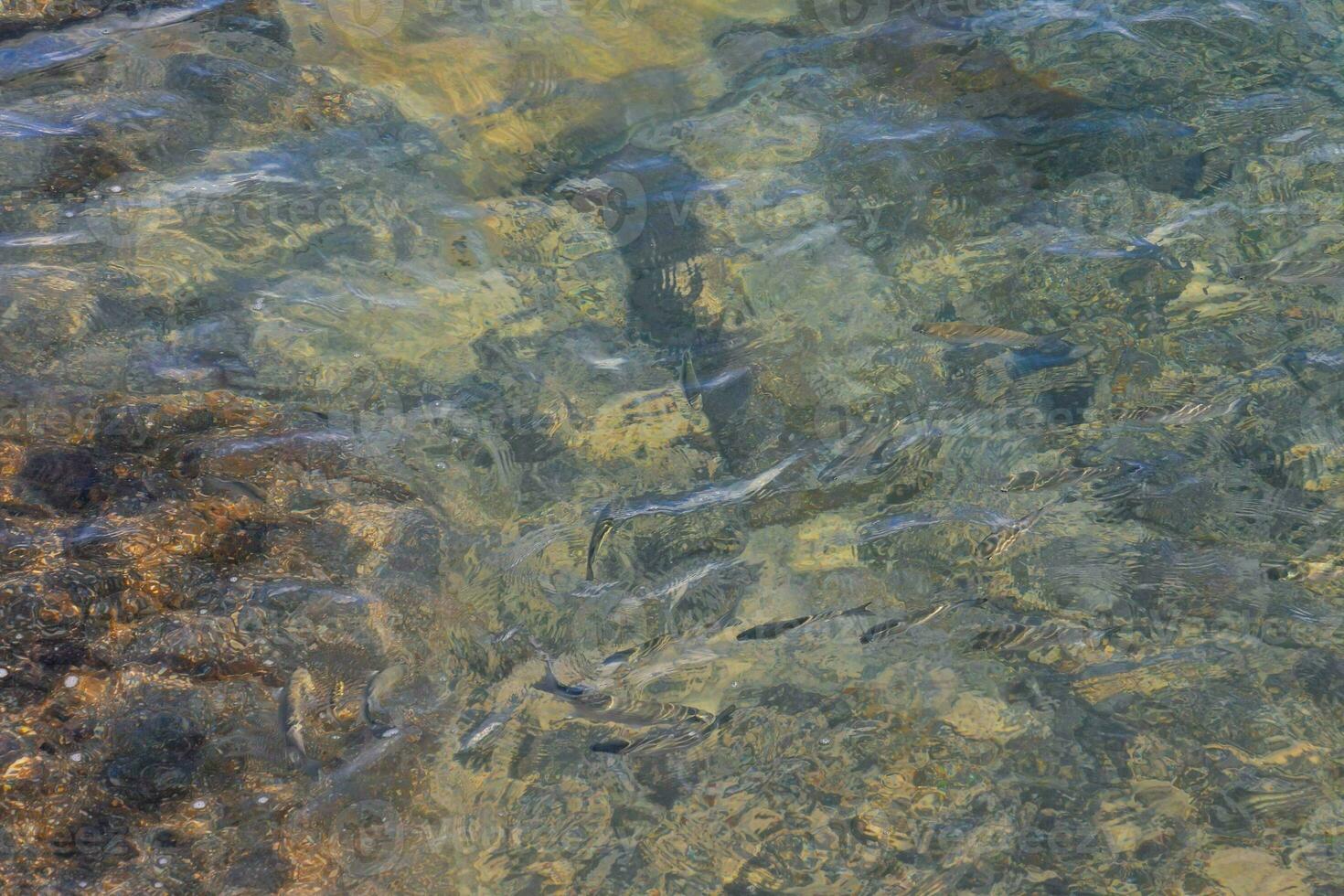 fish swimming in the clear water of a river photo