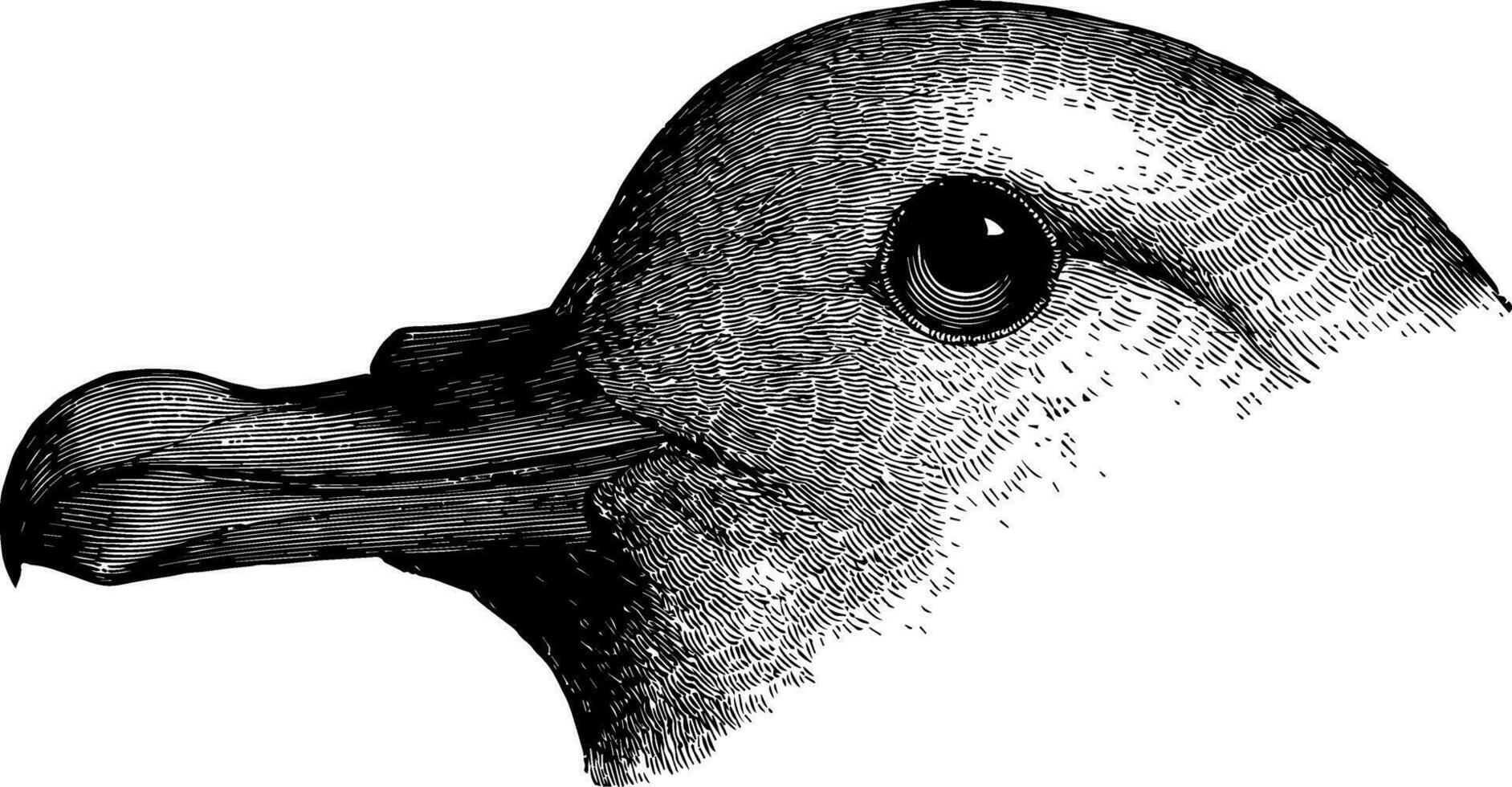 esbelto facturado petrel glacial Clásico ilustración. vector