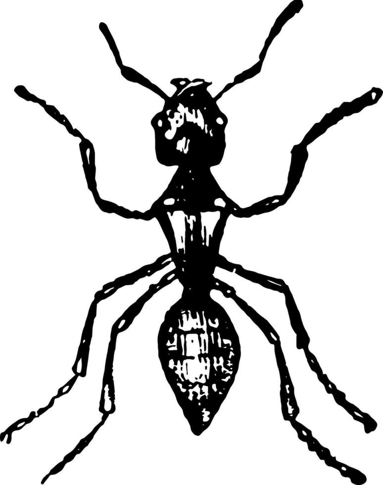 trabajador ceniza hormiga Clásico ilustración. vector