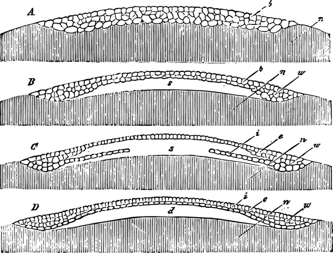 Egg Germination vintage illustration. vector