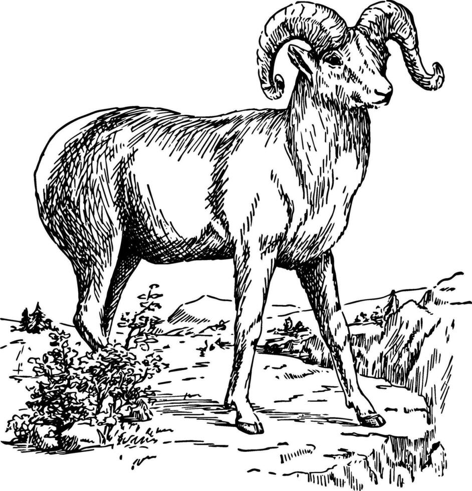 cuerno grande oveja Clásico ilustración. vector