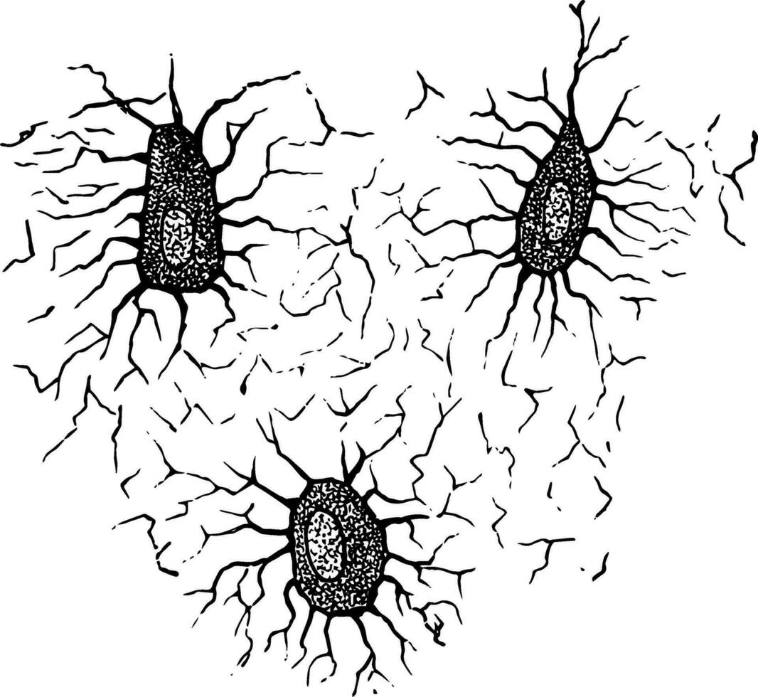 Osteoblasts vintage illustration. vector