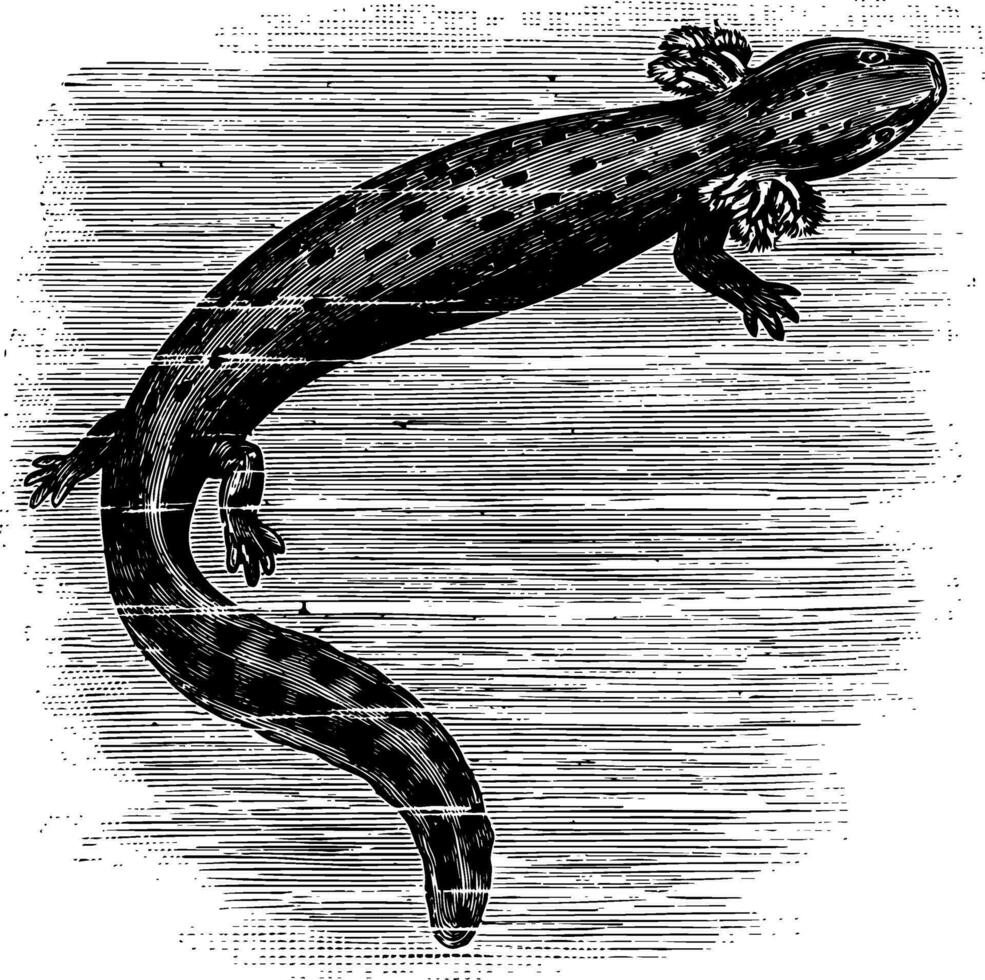 Common Mudpuppy vintage illustration. vector