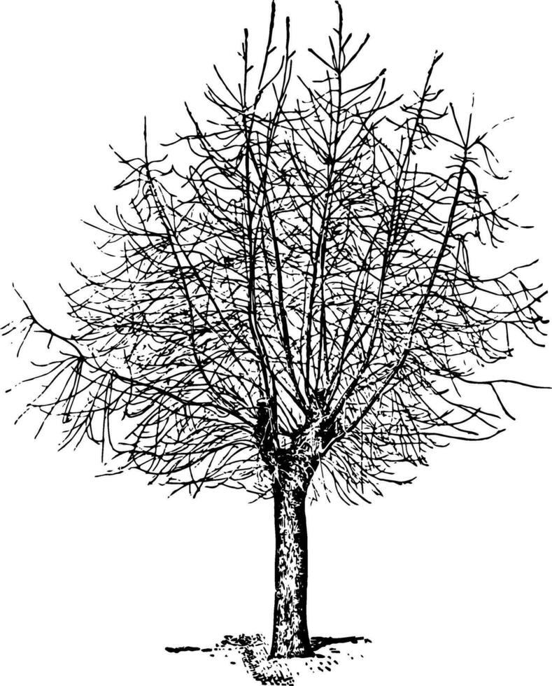 no atractivo árbol, Clásico ilustración. vector