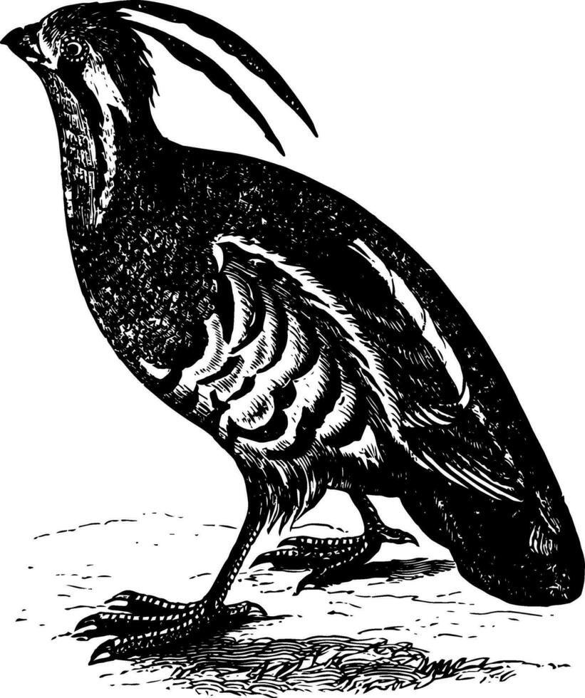 Mountain Quail vintage illustration. vector