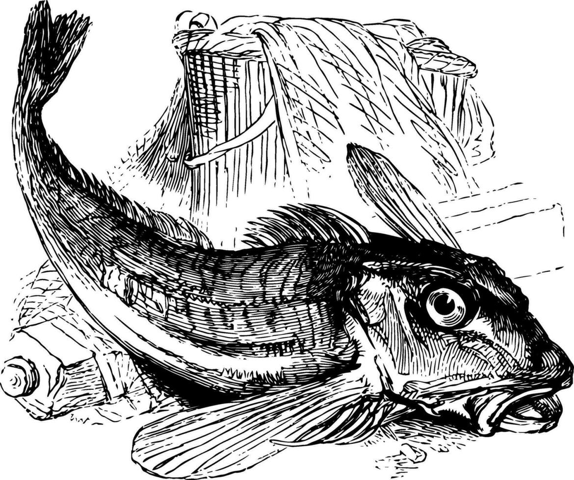Gurnard vintage illustration. vector