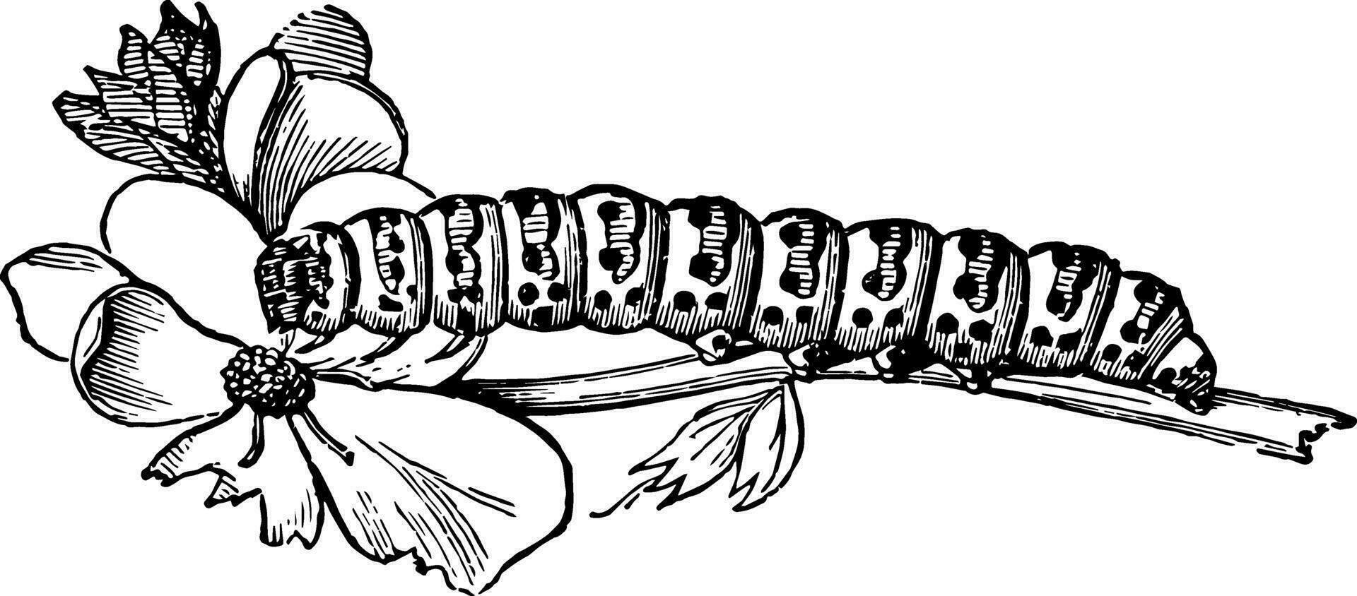 Larva of Cucullia Verbasci vintage illustration. vector