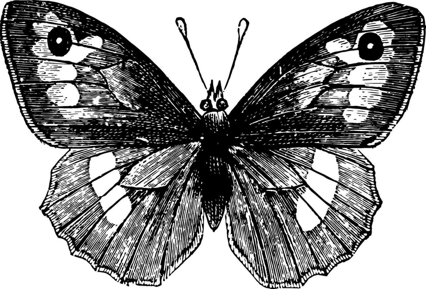 Meadow Brown vintage illustration. vector