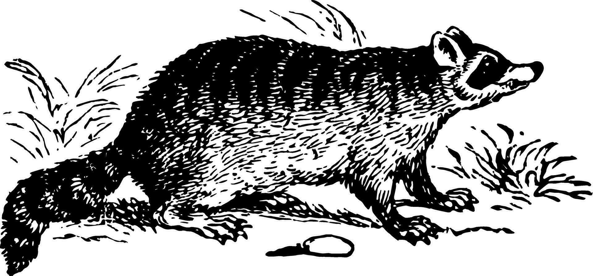 Common Raccoon vintage illustration. vector
