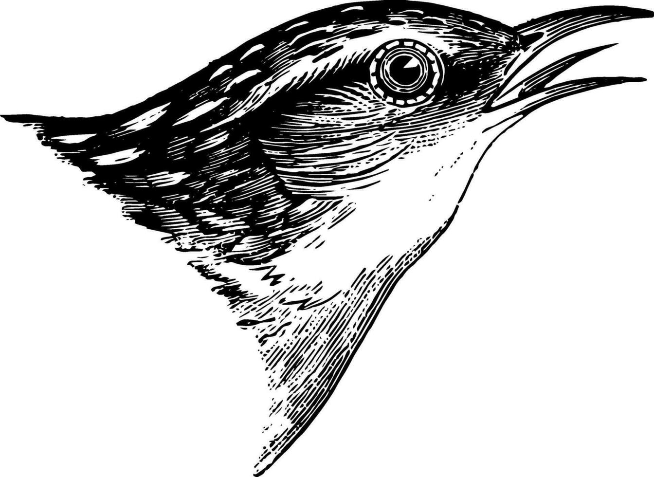 Short billed Marsh Wren vintage illustration. vector