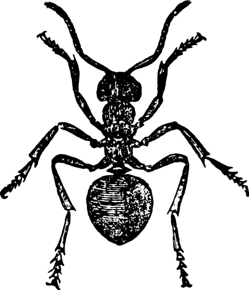rojo madera hormiga trabajador Clásico ilustración. vector