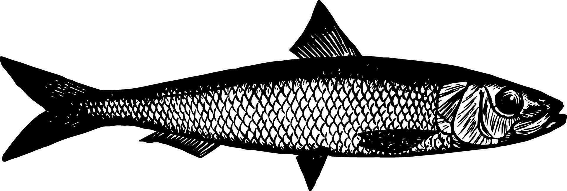 Californian Sardine vintage illustration. vector