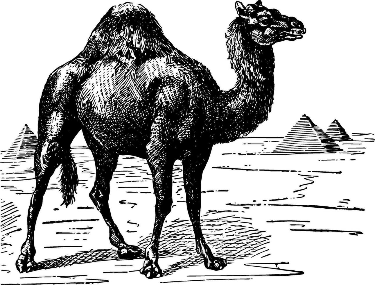 Dromedary Camel vintage illustration. vector