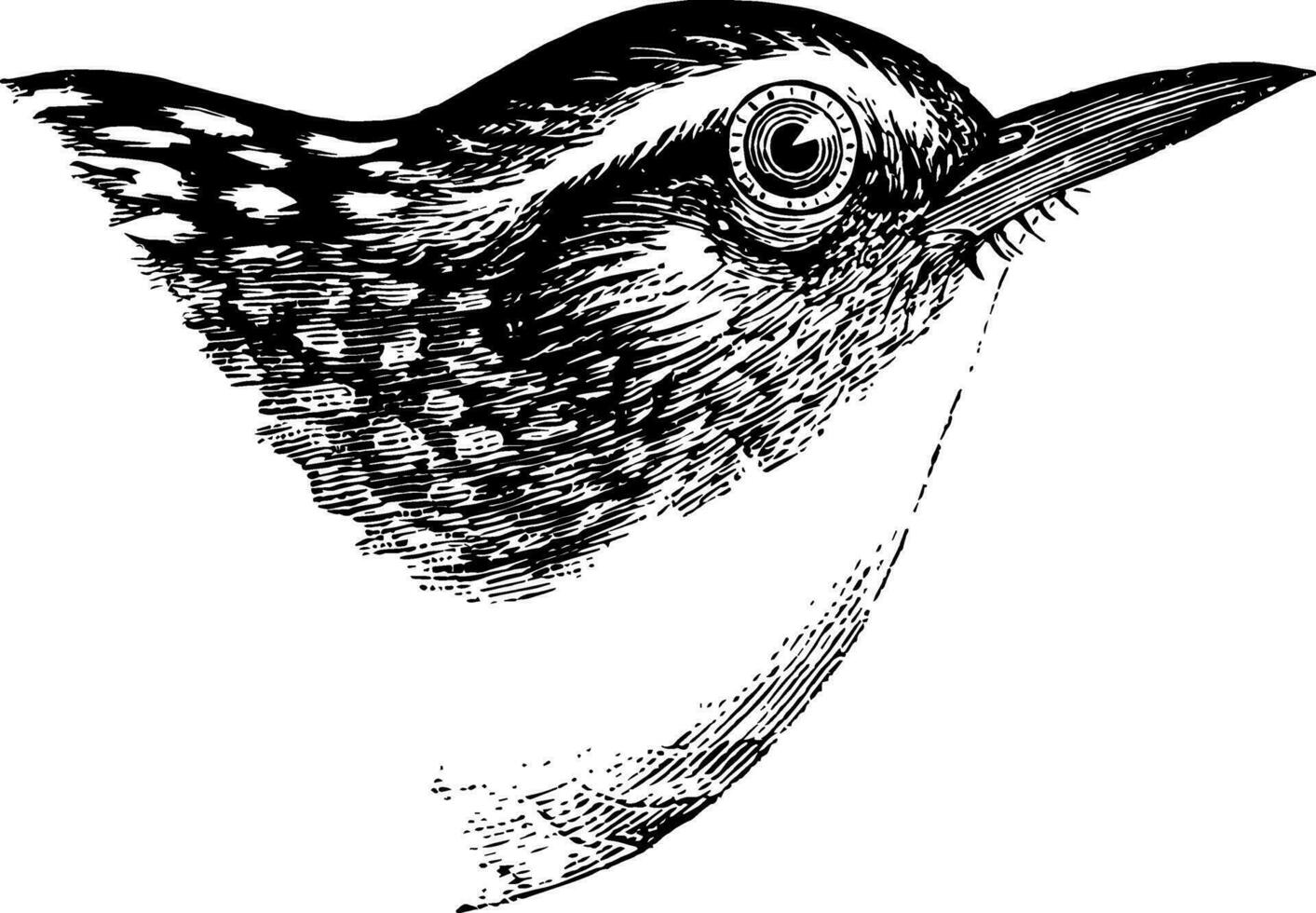 Long billed Marsh Wren vintage illustration. vector