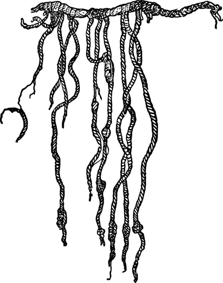 Quipu or Inca recording device vintage engraving vector