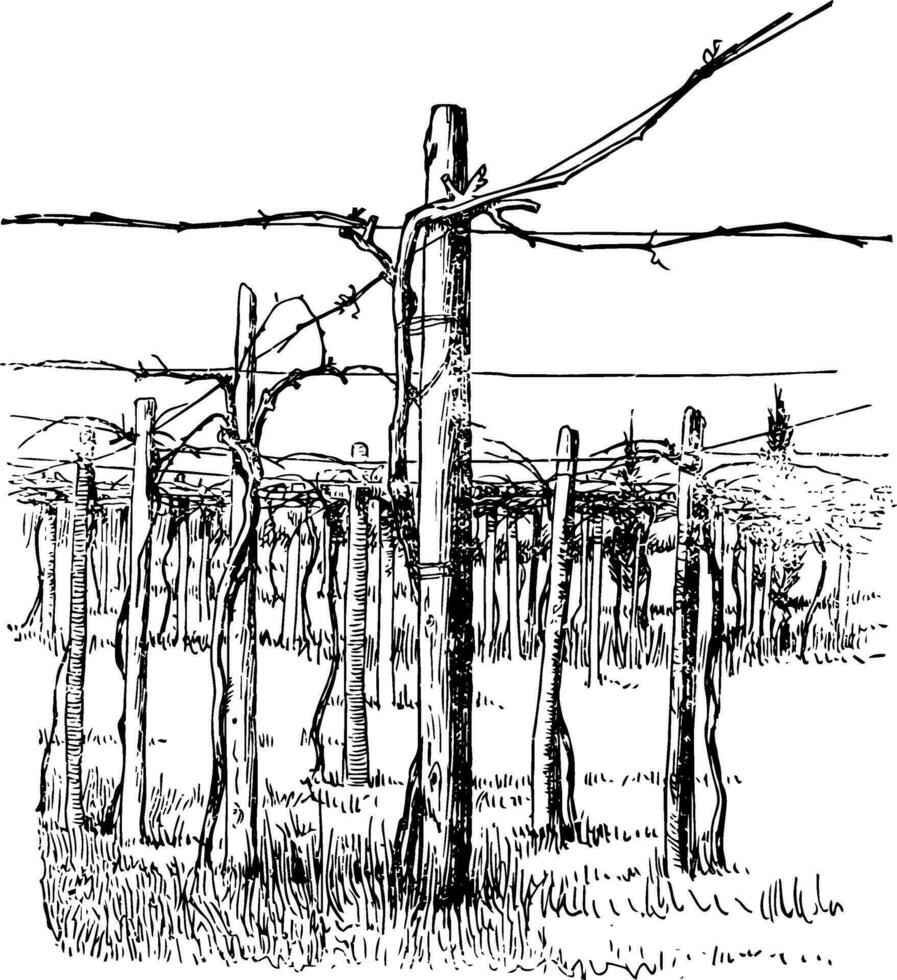 Cross to Wire System of Grape Training vintage illustration. vector