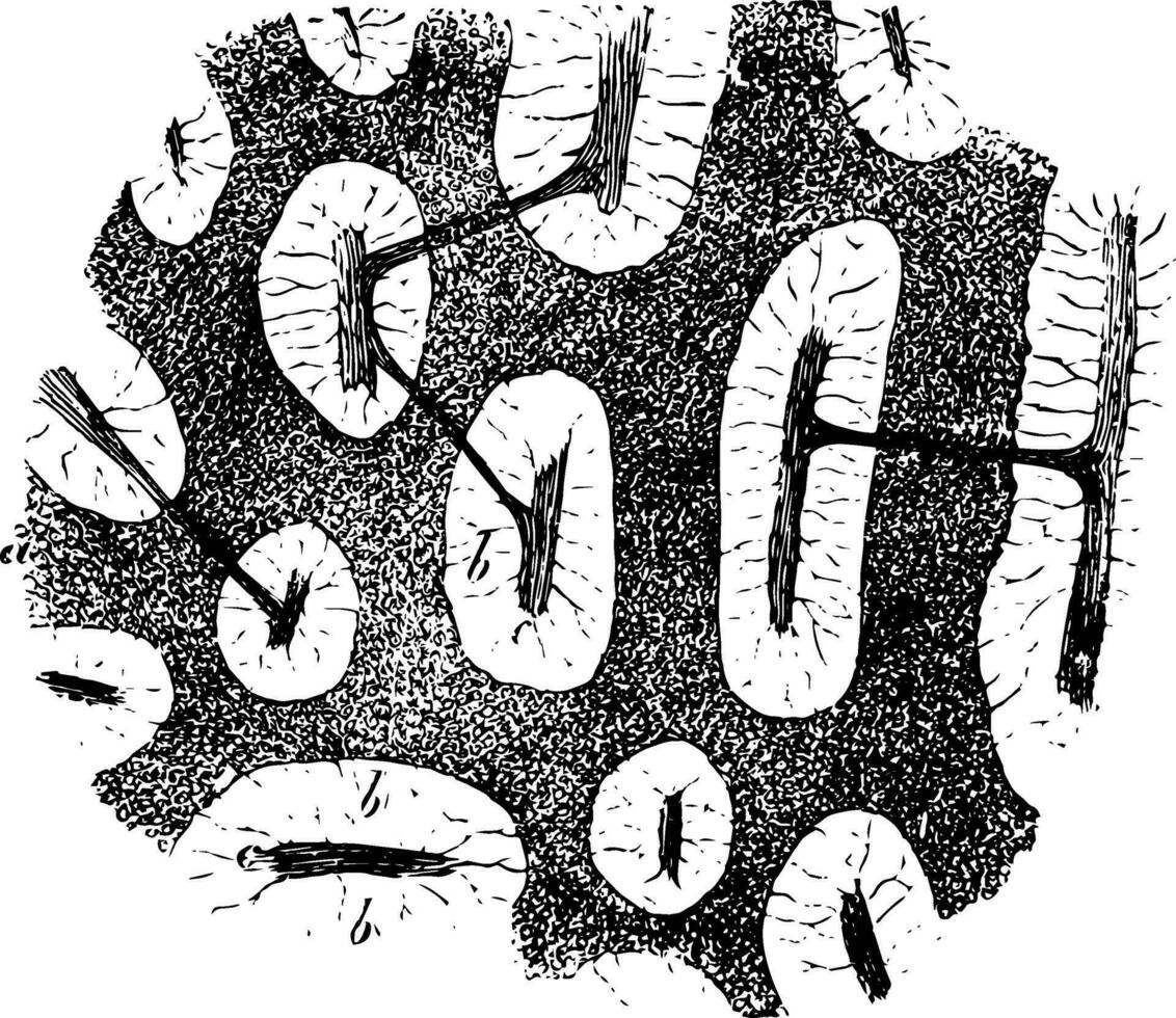 medular sustancia de un inguinal glándula Clásico ilustración. vector