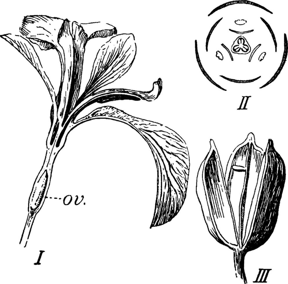 ilustración de la vendimia del iris. vector