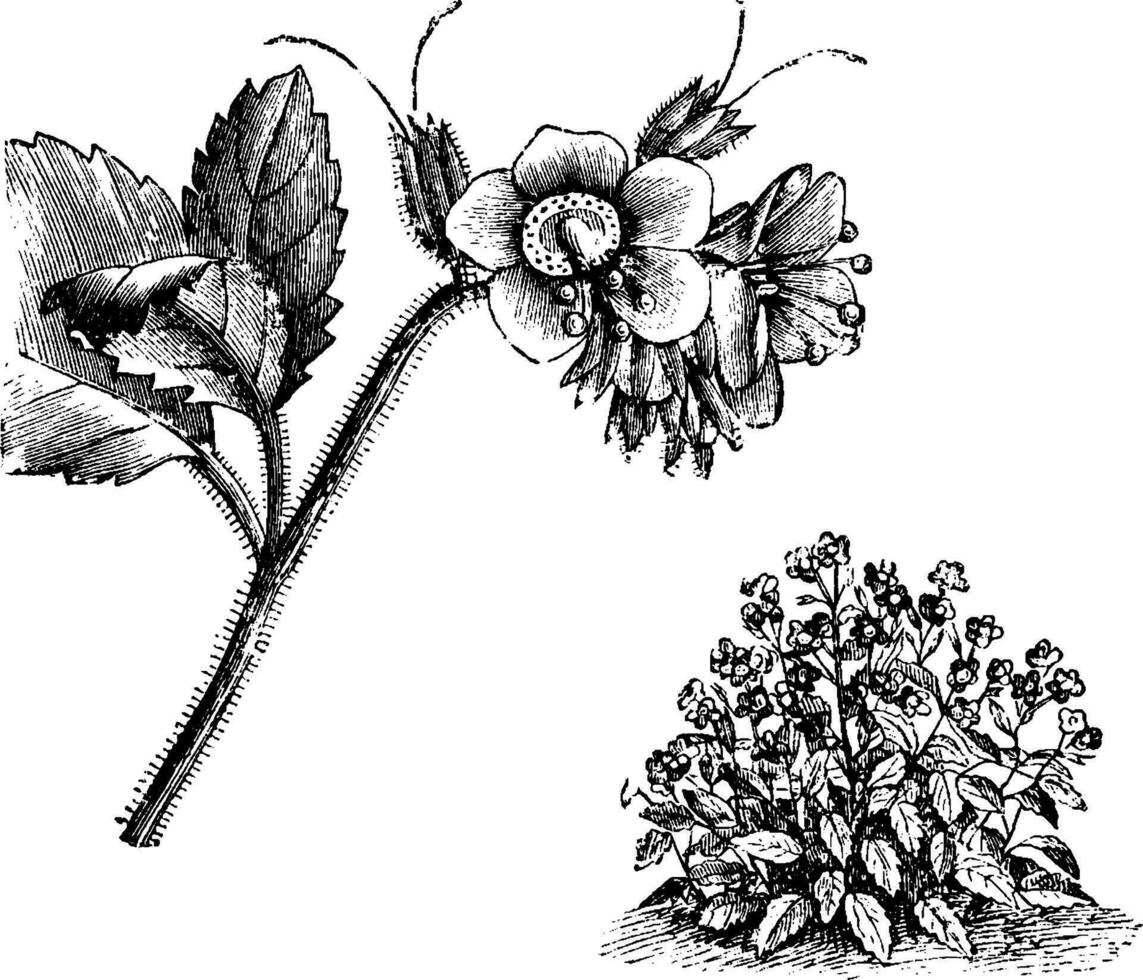hábito y separado floración ramita de Phacelia viscida Clásico ilustración. vector