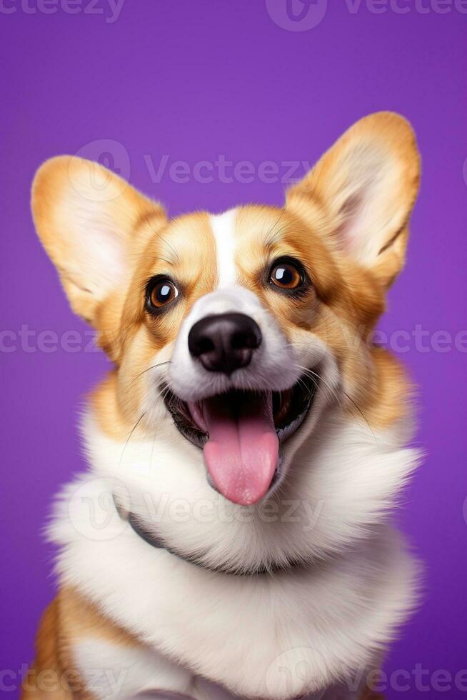 AI generated Cute welsh corgi dog on a purple background photo