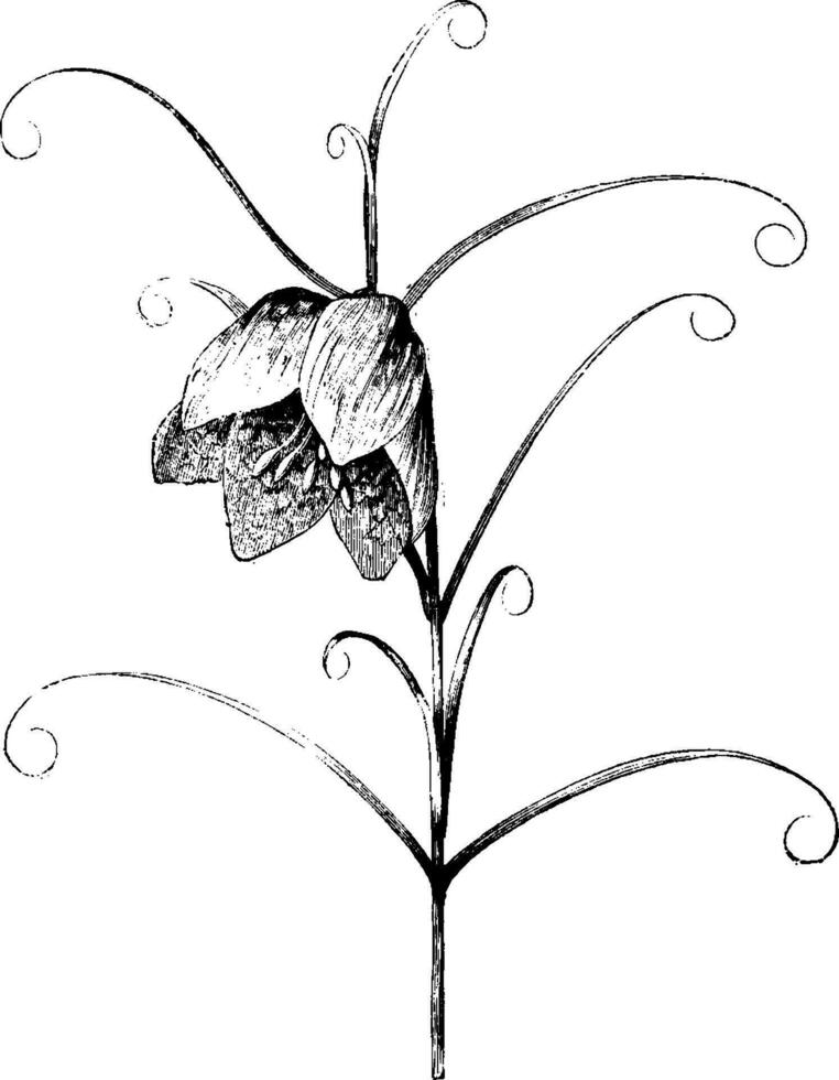 Flowering Stem of Fritillaria Verticillata Thunbergii vintage illustration. vector
