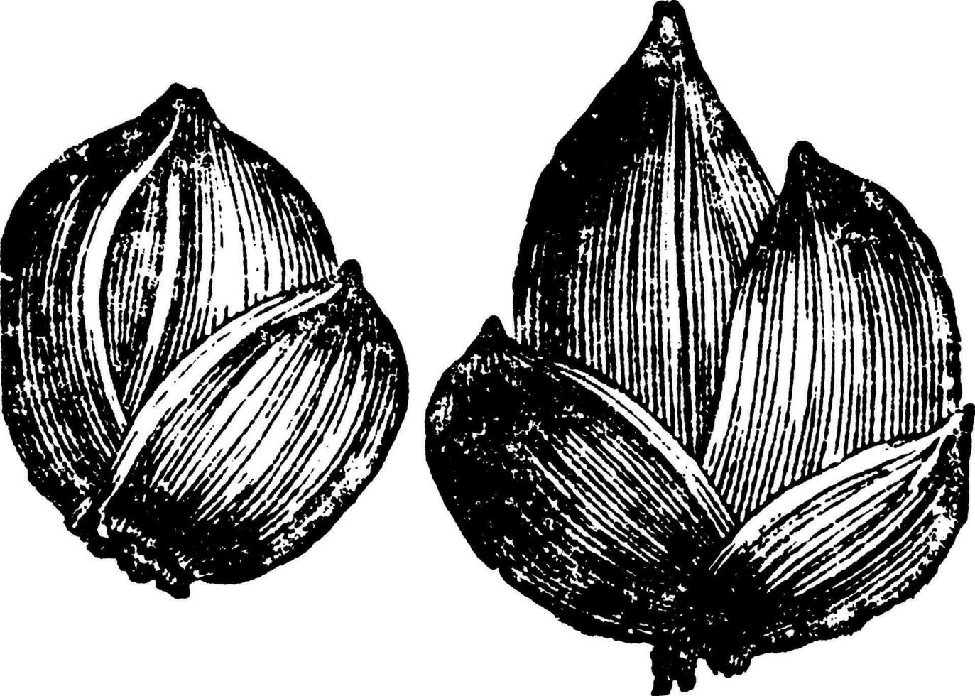 Young Bulblets of Lily vintage illustration. vector