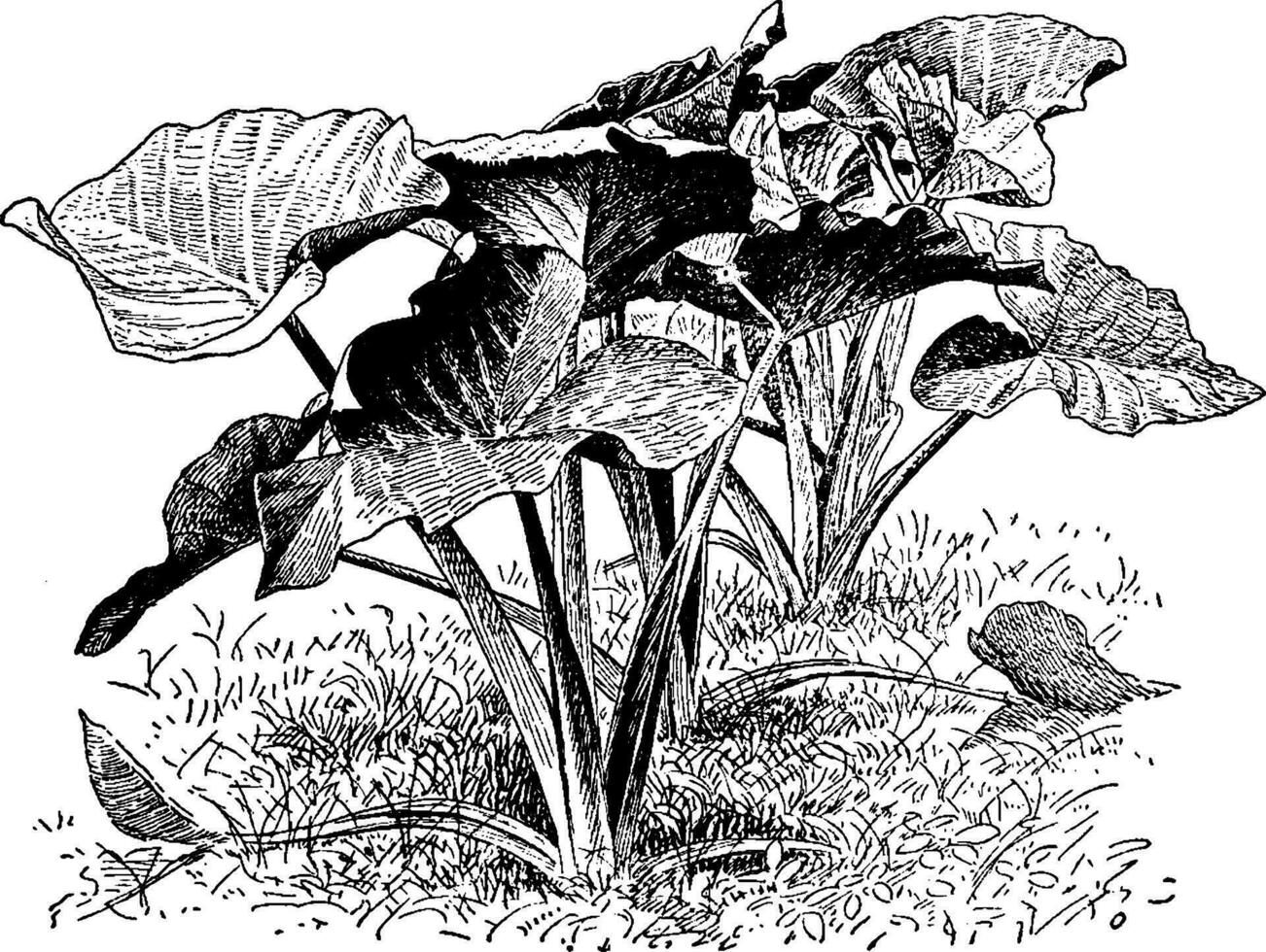 Xanthoceras Sagittifolium vintage illustration. vector