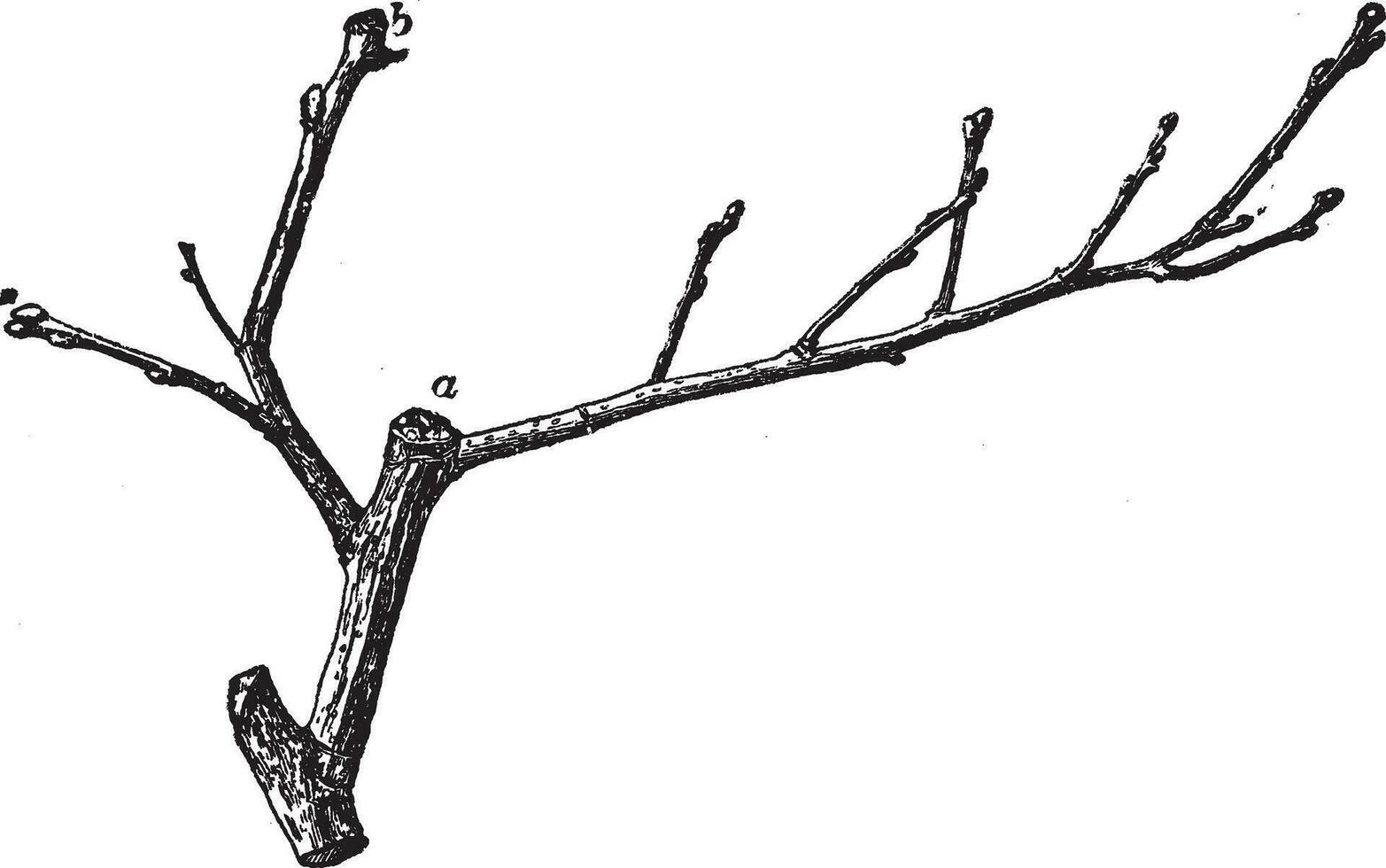 Twig of Quince vintage illustration. vector