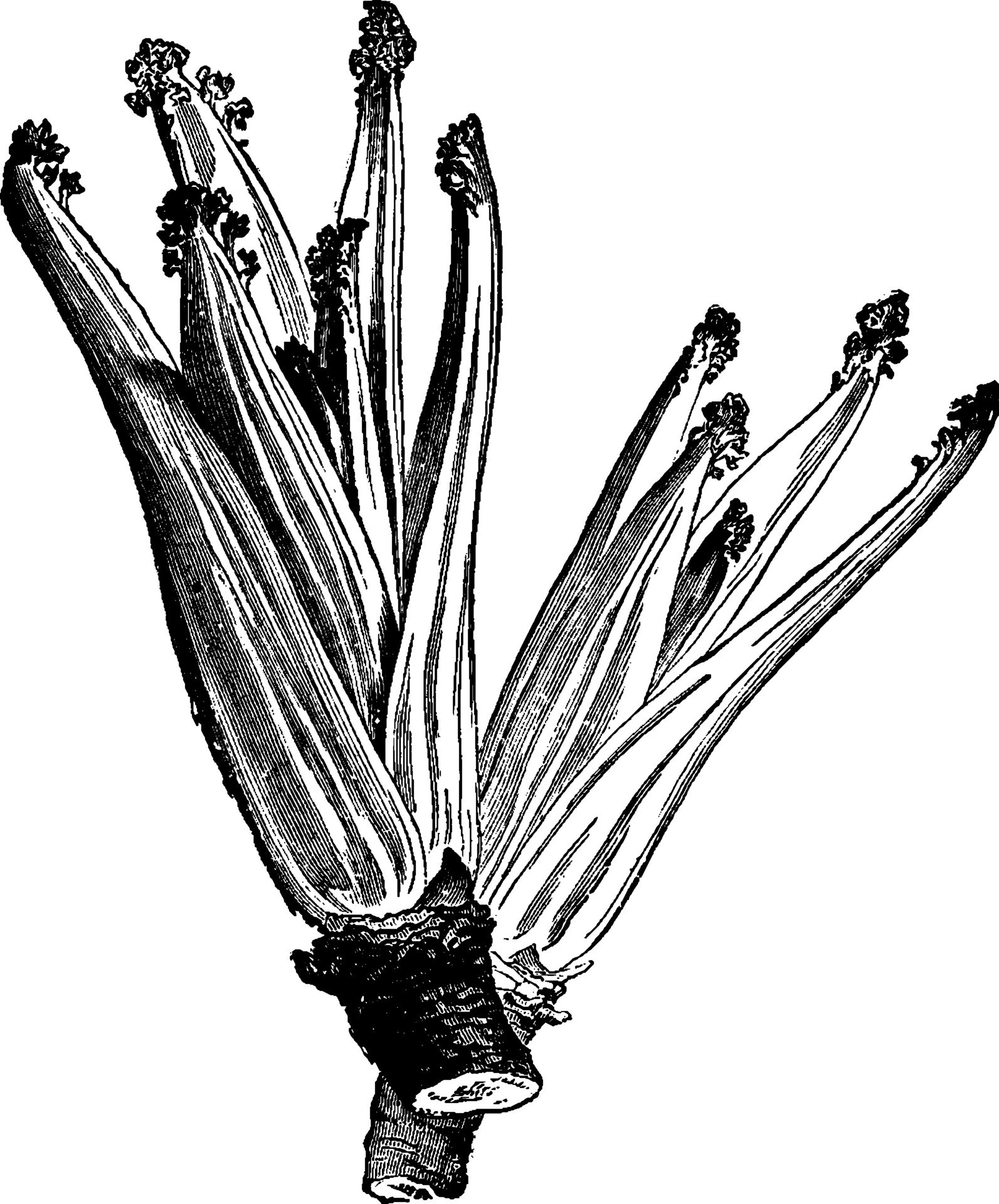 Sea Kale vintage illustration. 35478972 Vector Art at Vecteezy