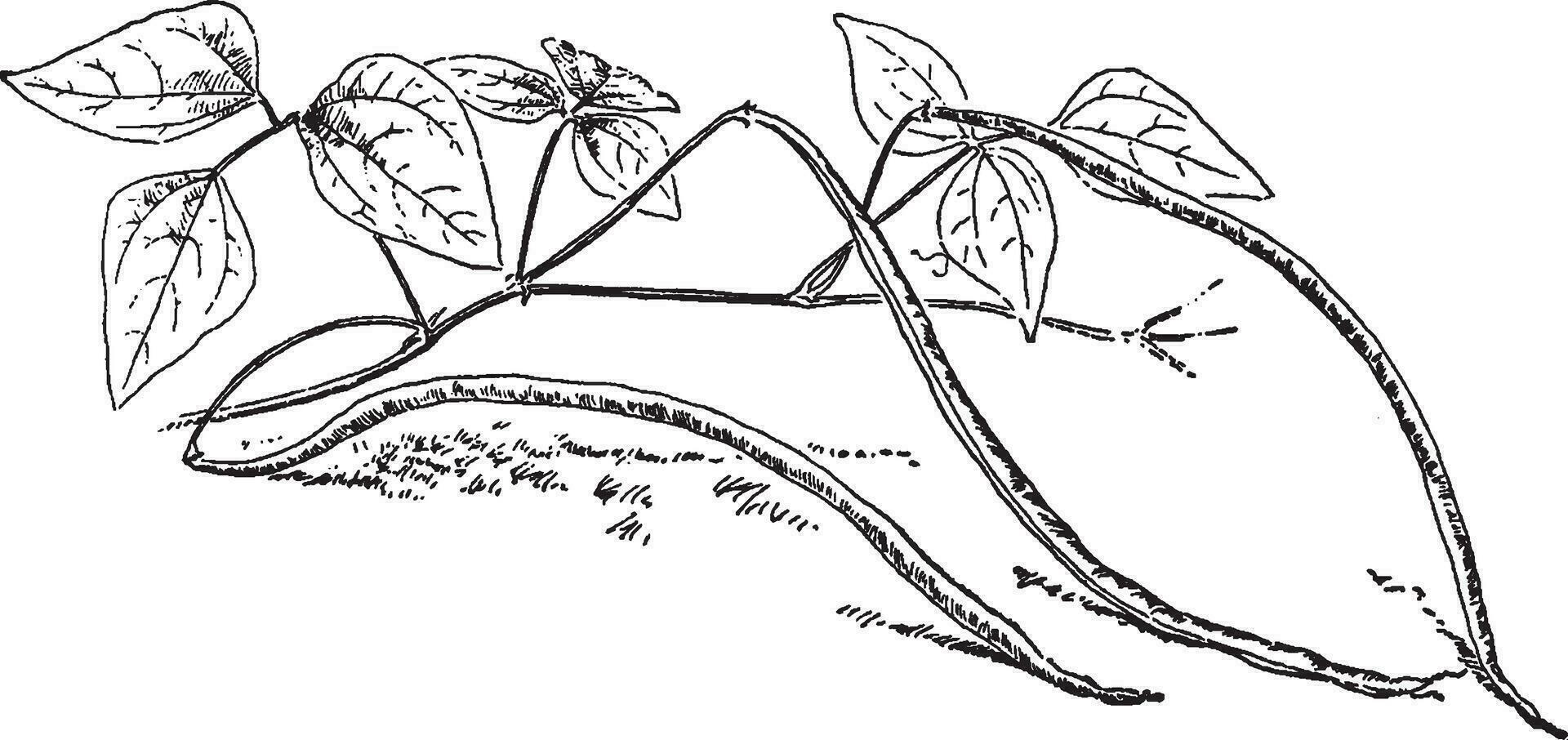 Yard Long Bean vintage illustration. vector
