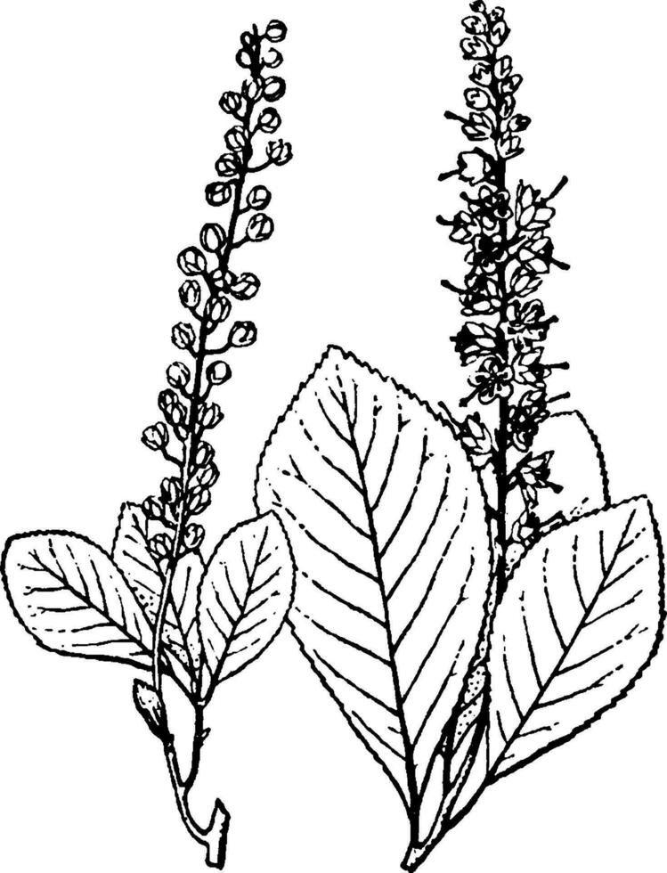 Clethra vintage illustration. vector