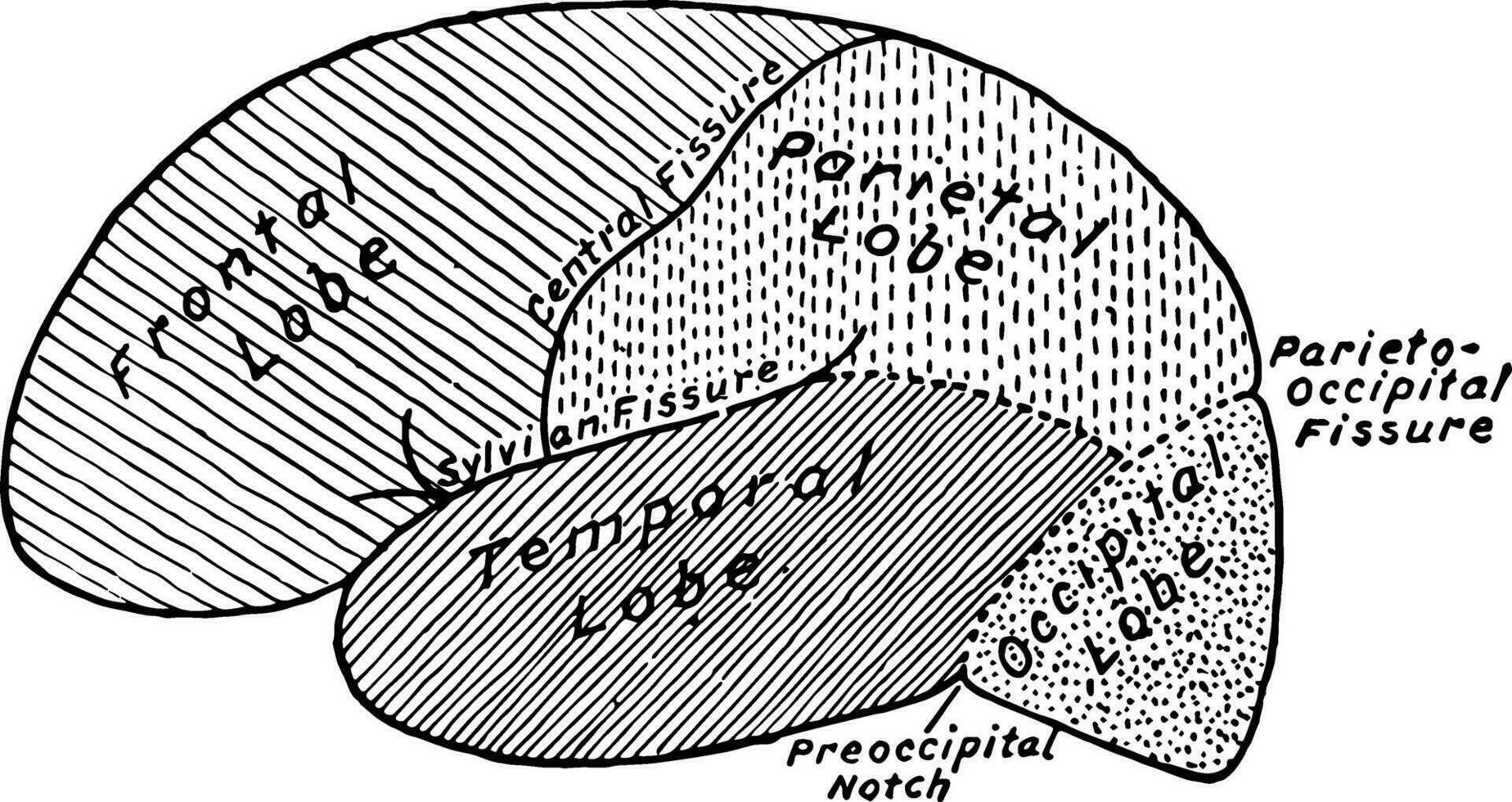 lóbulos de el cerebro, Clásico ilustración vector