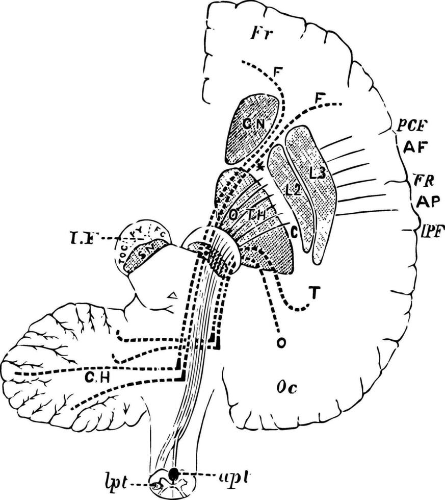 cerebro demostración conexión de frontal occipital lóbulo con cerebelo, Clásico ilustración vector